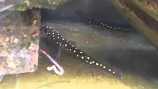 Neurergus strauchii strauchii