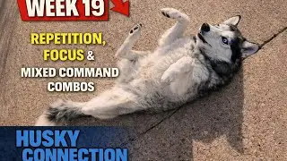 Husky Puppy Training Week 19 | Repetition, Focus & Mixed Command Combos