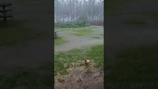 The Rain Continues and the Chickens are Dumb as Ever #florida #weather #storm #rain #flooding
