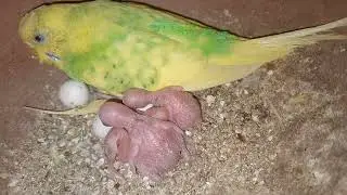 birds# baby# Australia Colony🍇🕺😇🐣🐦
