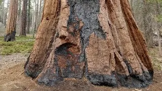 2 BioWise FireVsTree
