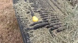 Cold day, warm up with hay. The cows always appreciate a little extra hay on those chilly mornings.