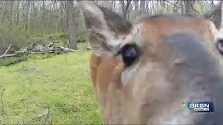 Kansas public debates trail camera ban on hunting lands