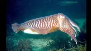 Cefal&oacute;podos