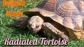 Radiated Tortoises in the Wild/About Radiated Tortoise Life, Body, Romance/ #wild #animal #video