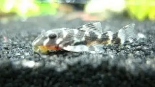 Hypancistrus L066 Pleco - King tiger Juvenile - Hypancistrus