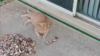 @AZFortificationAgates Cinnamon the Banded Agate Cat Picks a Nodule to Cut