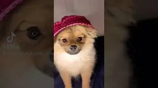 Sopaw pawsome puppy🐾🐾#best #love #shorts #foryou #tiktokvideo #tiktok #cute #happy #sweet #4u
