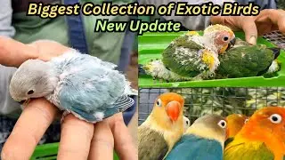 Recent Exotic Bird Price Update at Serampore Pet Market | New Collection | Unique Collection |