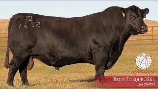 Bruin Torque 5261