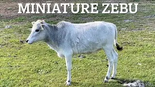 Goats and Mini Zebu Cow Has Arrived To Larson Family Farm