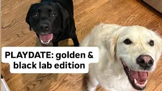 PLAYDATE with my dogs bestie! Watch how excited she gets when she hears where she&rsquo;s going!