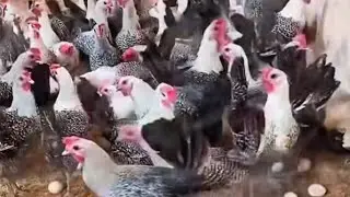 ♥️আমার ভাগ্য খারাপ নাকি আমি খারাপ