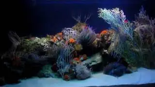 ACUARIO MARINO MEDITERRANEO JAVI