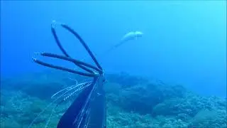 pesca submarina por la costa de Murcia
