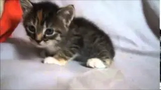 Look At This Adorable Cat!