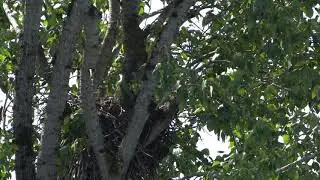 Riverbend  Eagle feeding eaglet 2