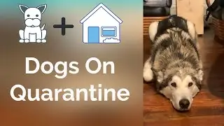 Dogs on Quarantine Are Living The Good life