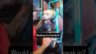 Вы бы попробовали? #rundawg #mobiledoggym #pitbull