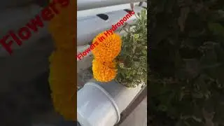 Flowers in Hydroponic kitchen garden.