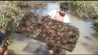 Amazing 2 Children Catch Crabs - How To Catch Crabs Using The Net In Cambodia