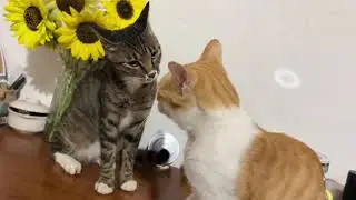 咪宝爱欺负猫的毛病又犯了 今天必须联合大咪给它改改 #大咪 #咪宝 #狸花猫