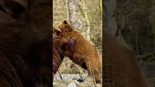 Animal Fun fight|#shorts