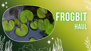 Cool New Plants -  Frogbit Haul