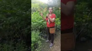 introducing double chandni flower plant#shorts, Kashi Ki Neetu (KKN)
