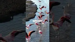 🦵Why Do Flamingos Stand on One Leg? 🦩 Discover NOW!