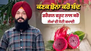 Dragon Fruits Farming In Punjab | Dragon Fruit Farming | Dragon Fruit Plant | KHETIBADI VIRSA