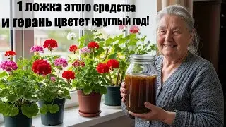 Герань не цветет зимой? 🌸 Рецепт Секретной ложки из кухни.