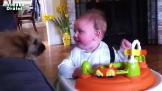 B&eacute;b&eacute;s dr&ocirc;les rire hyst&eacute;rique &agrave; chiens et chats Compilation 2017 HD VIDEO