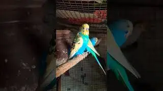 love birds ❤️🥰 what'sapp status. love status ❤️😍😚     #short #shortsvideo #youtubeshorts