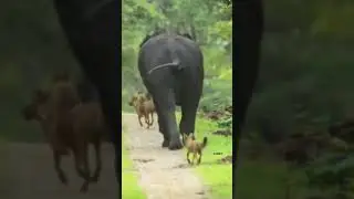#elephantvideos