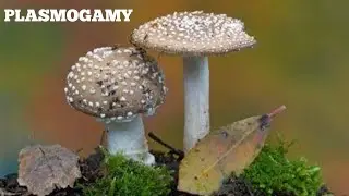 Sexual Fusion (Plasmogamy) in Fungi