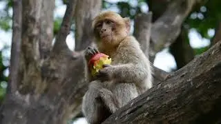 Cute Little Monkey, Happy Eating Apple In Tree