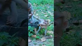 Lovely Lexi Action Wanna Drink Milk But Fe,.els Bl,....ue With Mum #babylovermonkey #babyanimal