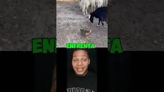 wao0o🙆este perrito a pesar de su tama&ntilde;o hace su trabajo muy bien y con actitud😂🐕🤣 #viral #love #yt