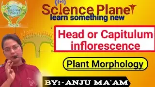 Head or Capitulum inflorescence ||By Anju Ma'am|| @scienceplanetbiology