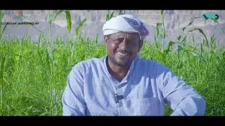 Helping farming families in Yemen