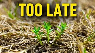 Why Your Pre-Emergent Didn&rsquo;t Work (And What &ldquo;Too Late&rdquo; Really Looks Like)