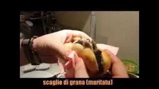 Pani ca meusa RICETTA