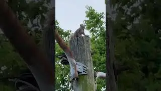 Mr. Squirrel is Barking at Me! #funny #animals #wildlife #urbananimals #rodents #urbanwildlife