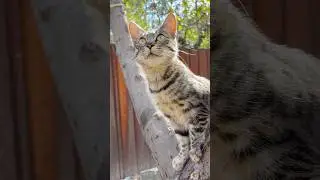 Cat in exploration mode. #cat #nature #cute #animals