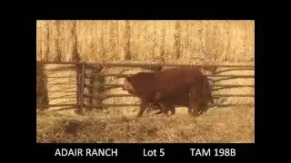2016 - Lot 5   TAM 198B