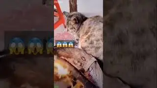 Cat videos 🐱 funny cats meme 🥰 # Ep 1267