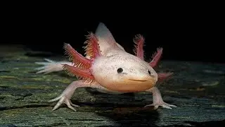 Axolote, o Anf&iacute;bio Mais Fascinante dos Lagos Mexicanos!!