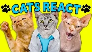 CATS REACT TO VIRAL VIDEOS #2