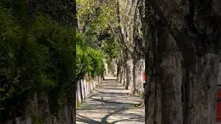 Hermosa arboleda de a&ntilde;osos pl&aacute;tanos en la calle Jos&eacute; Cubas en #devoto #shorts #buenosaires #travel